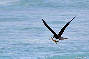 DSC_8738 Anous stolidus brown noddy making nest with phaneogramme_tn